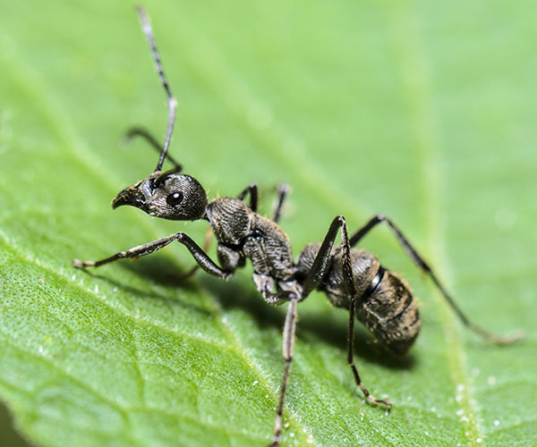 Désinsectisation, traitement des fourmis charpentières dans le Haut-Rhin