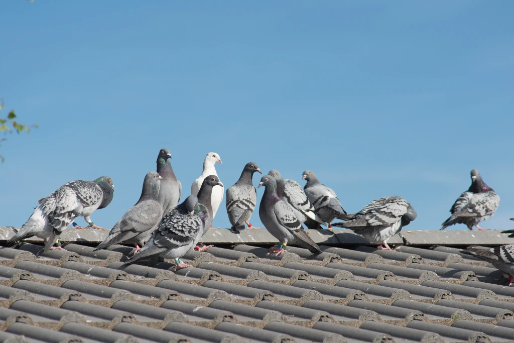 pigeons-2